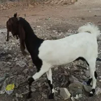 حیوانات مزرعه