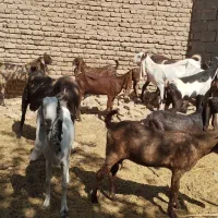 فروش بز پاکستانی|حیوانات مزرعه|تربت جام, میان جام|دیوار