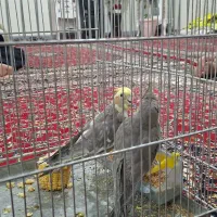 فروش یک جفت عروس هلندی جوان و سرحال|پرنده|خزل, |دیوار