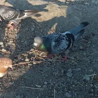 کبوتر رفتنی