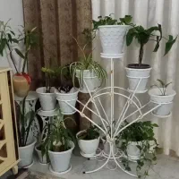 گل طبیعی|گل و گیاه طبیعی|مشهد, پنجتن|دیوار
