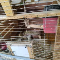 قفس پرنده|لوازم جانبی حیوانات|تربتحیدریه, بهشت عسکری|دیوار