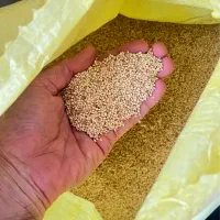 کتان و ارزن ایرانی