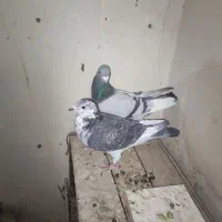 جفت پلاکی اصیل