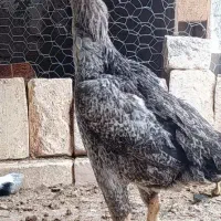 مرغ افغان