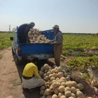 حمل بارنیسان|خدمات حمل و نقل|همدان, |دیوار