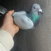 کفتر پلاکی|پرنده|گلستان (تهران), |دیوار