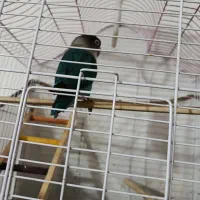 پرنده کوتوله برزیلی|پرنده|شیراز, شهرک امام حسین|دیوار