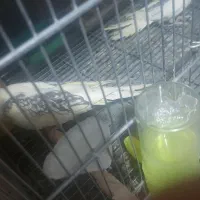 عروس هلندی مولد|پرنده|دهاقان, |دیوار