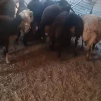 بره نر افشار