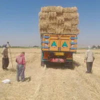 فروش و ارسال کاه گندم دیم کلش گندم دیم|لوازم جانبی حیوانات|خمینیشهر, |دیوار