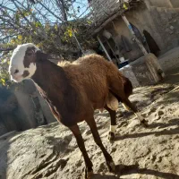 گوسفند مهربان نسل قدیم|حیوانات مزرعه|قلقل رود, |دیوار