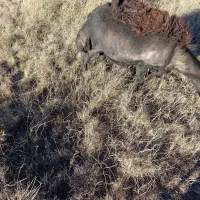 فروشسهراسگوسفندهشیشکیکراسبز