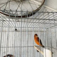 قناری|پرنده|شیراز, شهرک بهشتی|دیوار