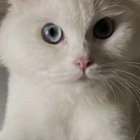 واگذاری توله اسکاتیش