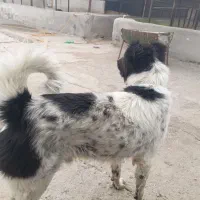 واگذاری سگ قدرجانی