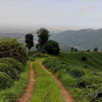 نیازمند راننده خانوم‌ با ماشین