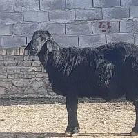 سلام قوچ یه سال به فروش میرسد