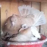 کفتر کبوتر