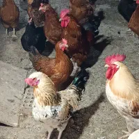 مرغ و خروس لاری و محلی