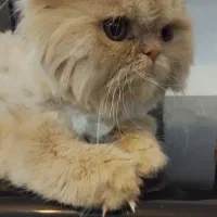 سوپرفلت فلت اصیل گلد کاراملی آماده جفتگیری