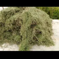 بیده یونجه