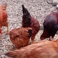 مرغ ونیمچه محلی به صورت یکجا|حیوانات مزرعه|گنبد کاووس, |دیوار