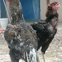 آگهی فروش خروس لاری. کوکو