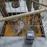 جوجه لوتینو نر