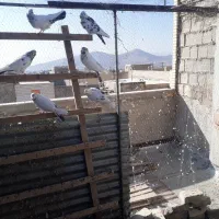 کبوتر پرشی|پرنده|تیران, |دیوار