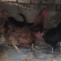 مرغ و خروس