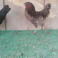 فروش مرغ وخروس مولد نژاد امرکانا ولاکندزی