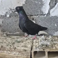 کبوتر|پرنده|رشت, یخسازی|دیوار