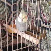 عروس هلندی سخنگو