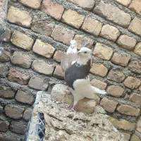 طوقی کله الماسی سینه ای سرخ کله ا عروس هلندی سخنگو|پرنده|مبارکه, |دیوار