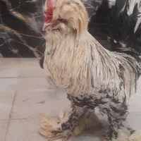 فروش و معاوضه خروس بهترین نژاد