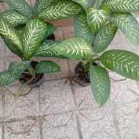 گلهای شاداب زیبا|گل و گیاه طبیعی|مشهد, اروند|دیوار