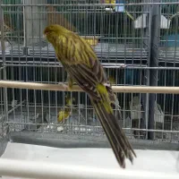قناری رسمی بلند/موزائیکی/ردفکتور/سوخته|پرنده|تهران, اتابک|دیوار