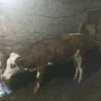 نوین سمینتال اصیل