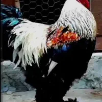 خروس برهما و خروس لاری