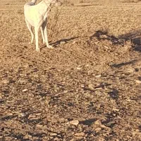 سگ گله ونگهبان