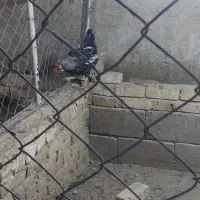 خروس|حیوانات مزرعه|بهار, |دیوار