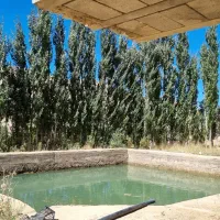 باغ-ثمری-ششپیر