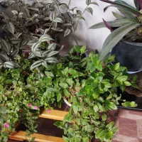 گل طبیعی|گل و گیاه طبیعی|مرند, |دیوار