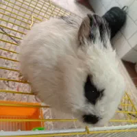 خرگوش کوچک فوقالعاده باهوش و دستی|موش و خرگوش|فلاورجان, |دیوار