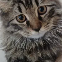 گربه بریتیش ماده|گربه|کرج, عظیمیه|دیوار