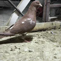 سه عدد نر زاغ کرمانی ریش و سرخ|پرنده|زاهدان, |دیوار