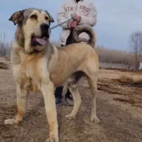 سگ پژدر اصیل قیمت عالی