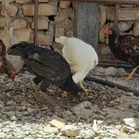 یک جفت لاری با دوخروس محلی