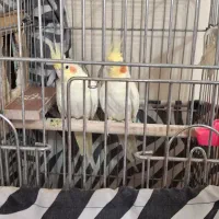 یک جفت عروس هلندی نر و ماده لوتینو